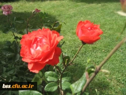 گالری گلهای پردیس بنت الهدی 2