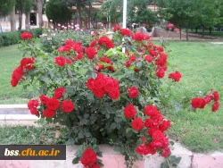 گالری گلهای پردیس بنت الهدی 3