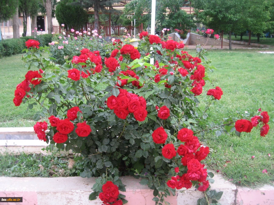 گالری گلهای پردیس بنت الهدی 3