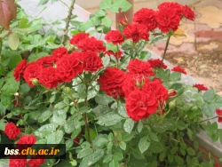 گالری گلهای پردیس بنت الهدی 7