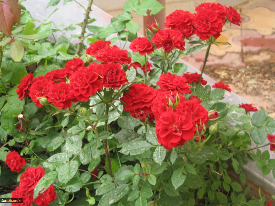گالری گلهای پردیس بنت الهدی 7