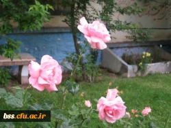 گالری گلهای پردیس بنت الهدی 9