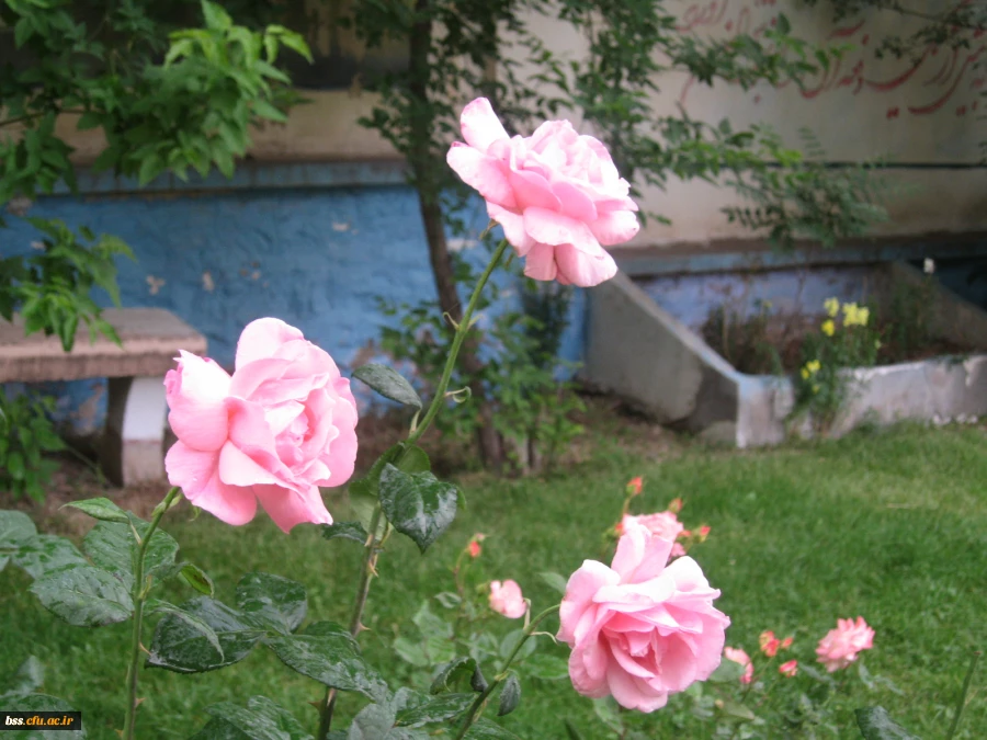 گالری گلهای پردیس بنت الهدی 9