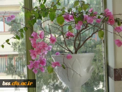 گالری گلهای پردیس