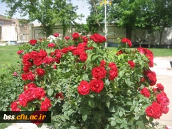 گالری گلهای پردیس