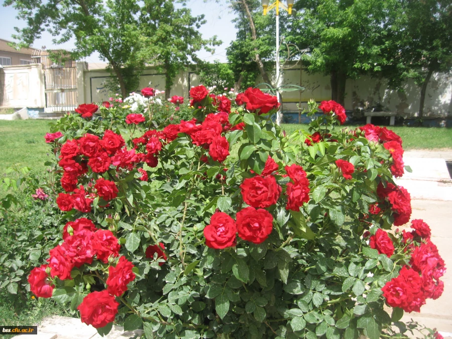 گالری گلهای پردیس