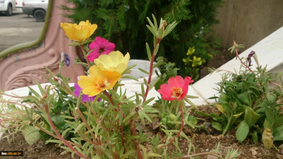 گالری گلهای پردیس