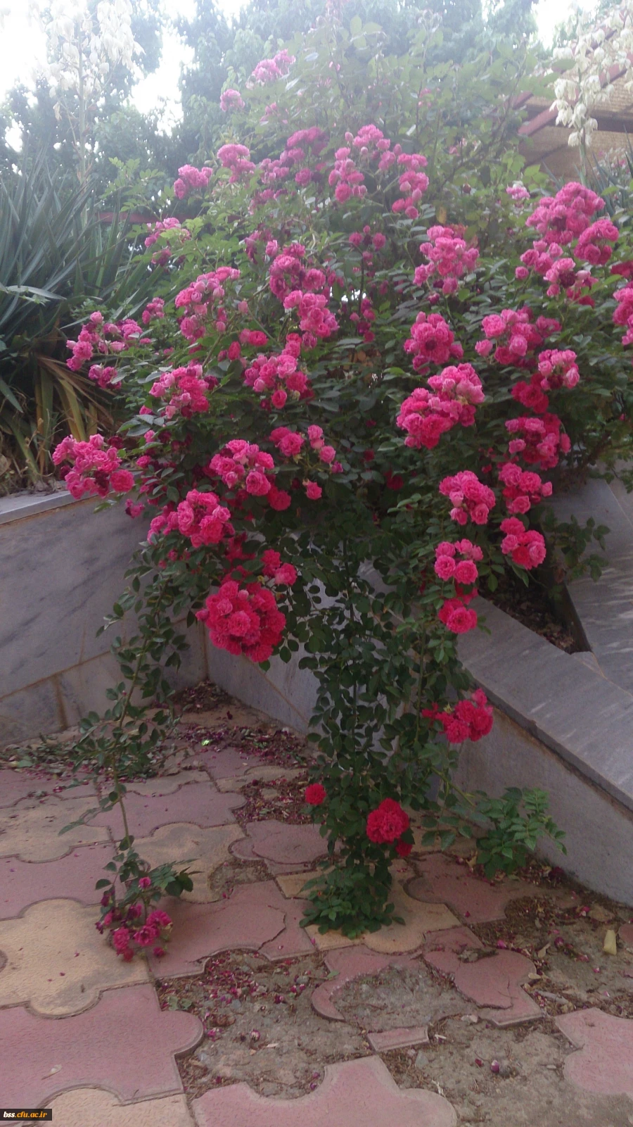 گلهای پردیس