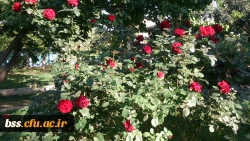 گلهای پردیس