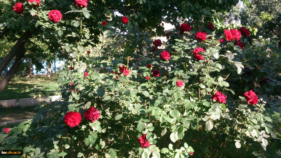 گلهای پردیس