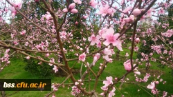 گلهای پردیس