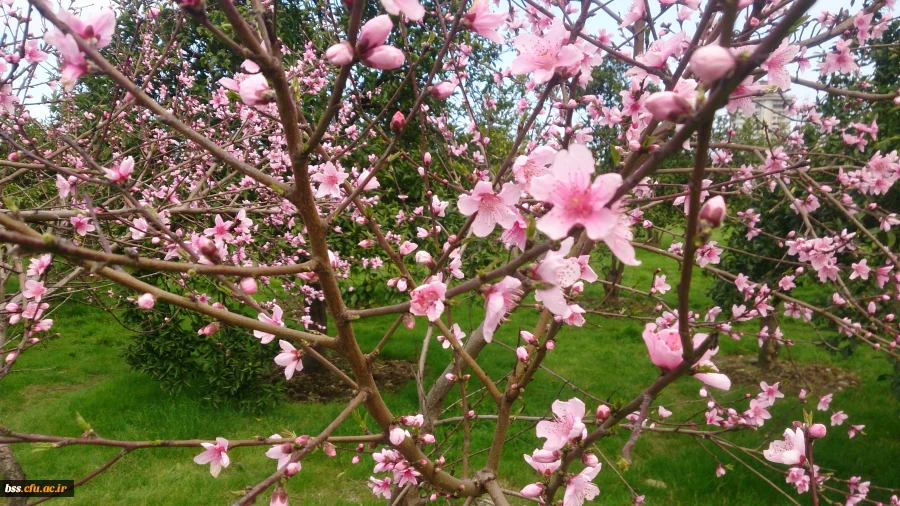 گلهای پردیس