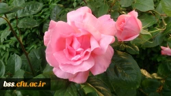 گلهای پردیس