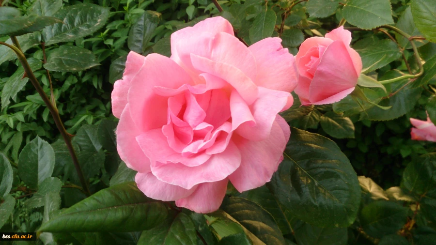 گلهای پردیس