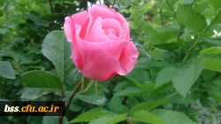 گلهای پردیس