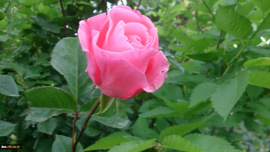 گلهای پردیس