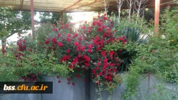 گلهای پردیس