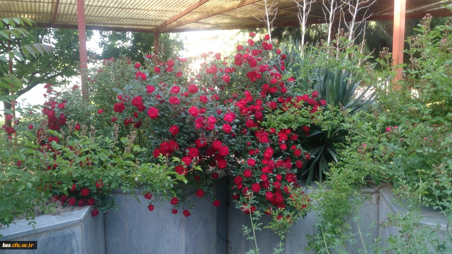 گلهای پردیس