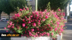 گلهای پردیس