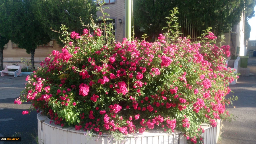 گلهای پردیس