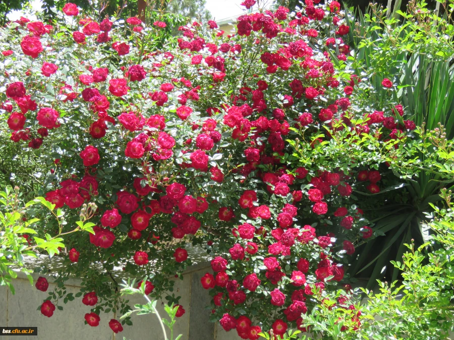 گلهای پردیس