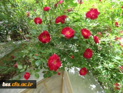 گلهای پردیس