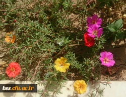 گلهای پردیس