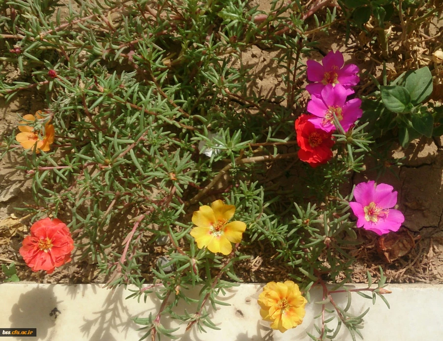 گلهای پردیس