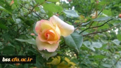 گلهای پردیس