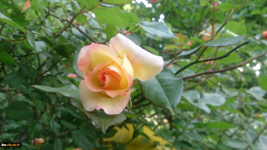 گلهای پردیس