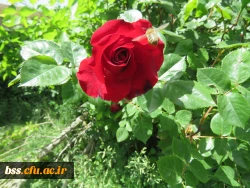 گلهای پردیس