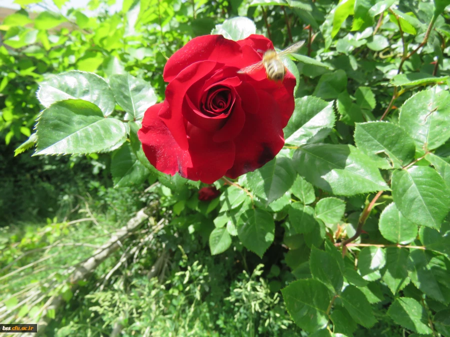 گلهای پردیس