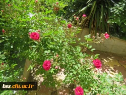 گلهای پردیس