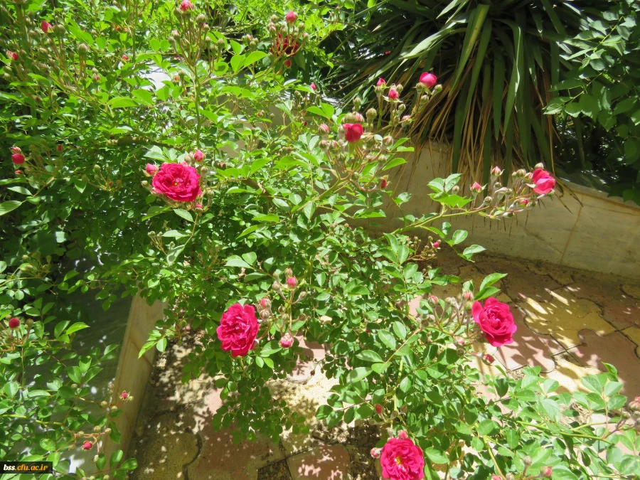 گلهای پردیس