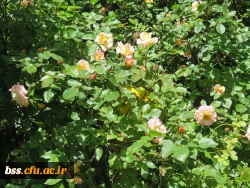 گلهای پردیس