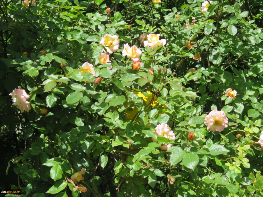 گلهای پردیس