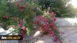 گلهای پردیس