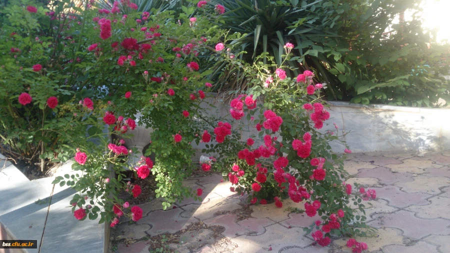 گلهای پردیس