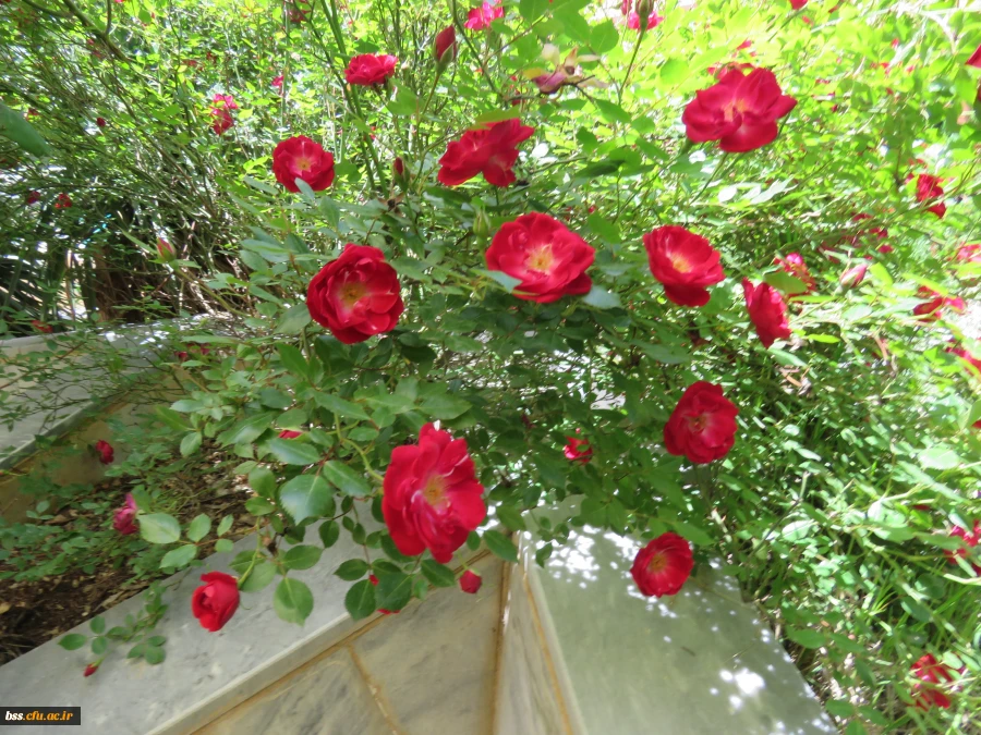 گلهای پردیس