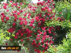 گلهای پردیس