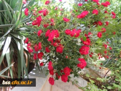 گلهای پردیس