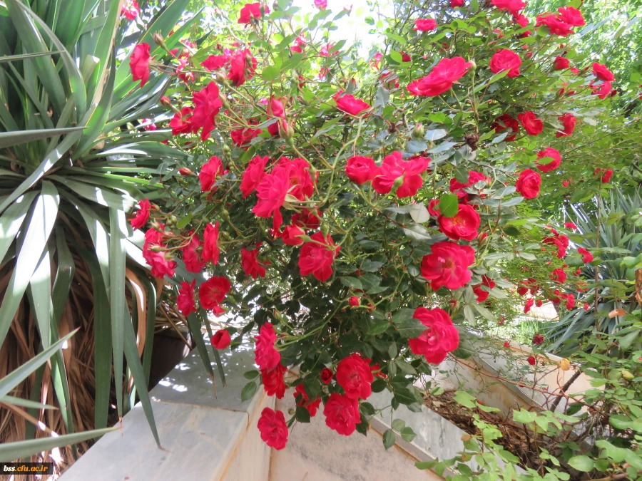 گلهای پردیس