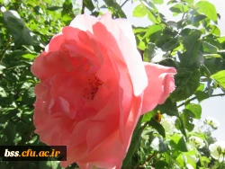 گلهای پردیس