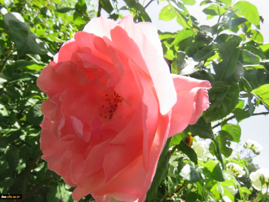 گلهای پردیس