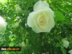 گلهای پردیس