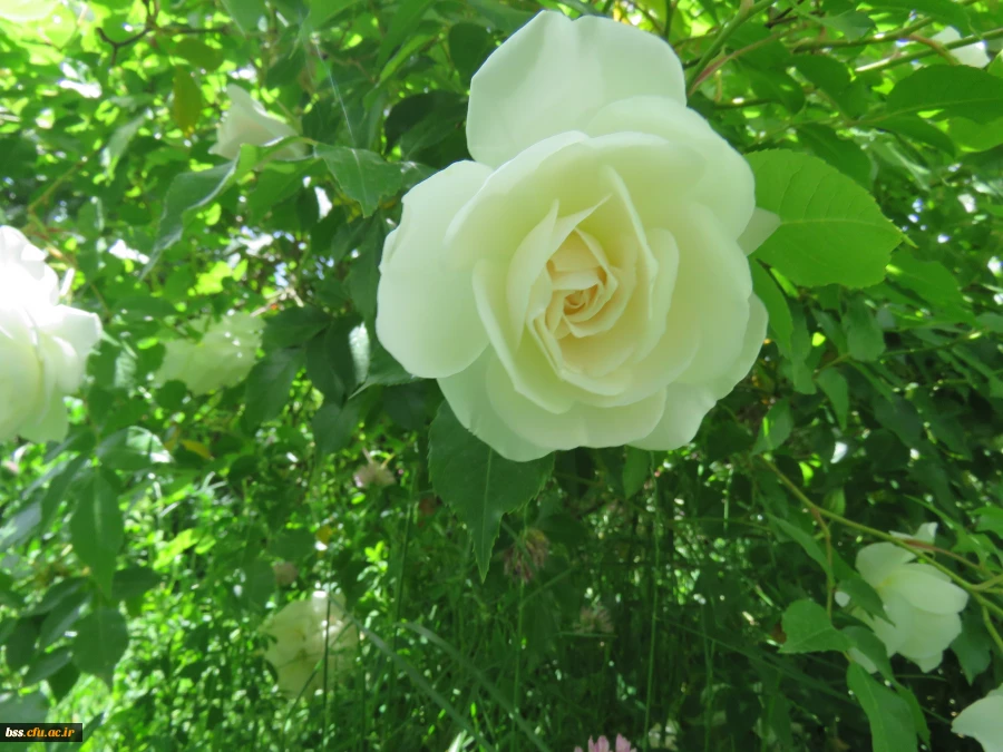 گلهای پردیس