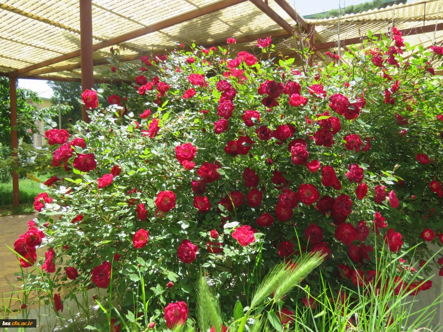 گلهای پردیس