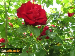 گلهای پردیس