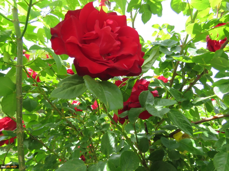 گلهای پردیس