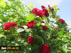 گلهای پردیس